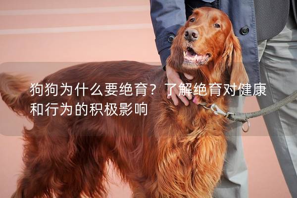 狗狗为什么要绝育？了解绝育对健康和行为的积极影响