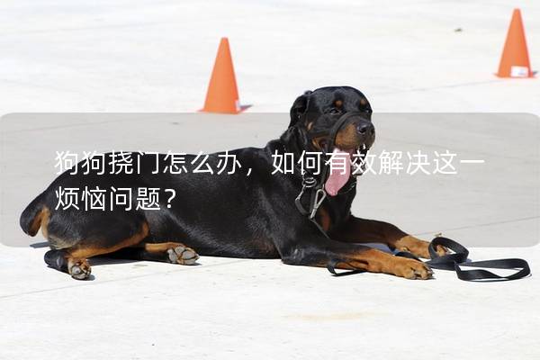 狗狗挠门怎么办，如何有效解决这一烦恼问题？