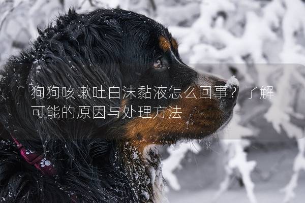 狗狗咳嗽吐白沫黏液怎么回事？了解可能的原因与处理方法