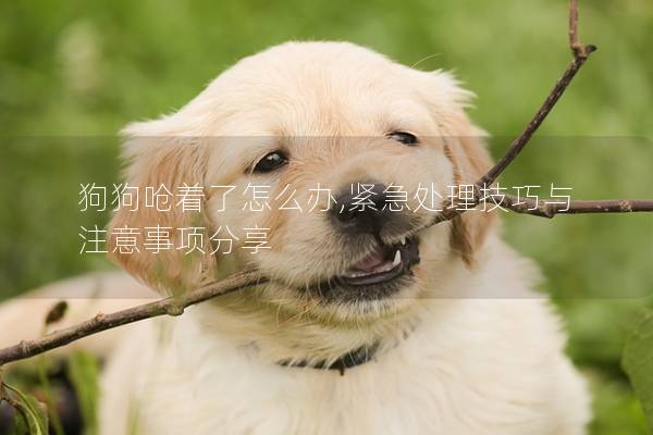 狗狗呛着了怎么办,紧急处理技巧与注意事项分享