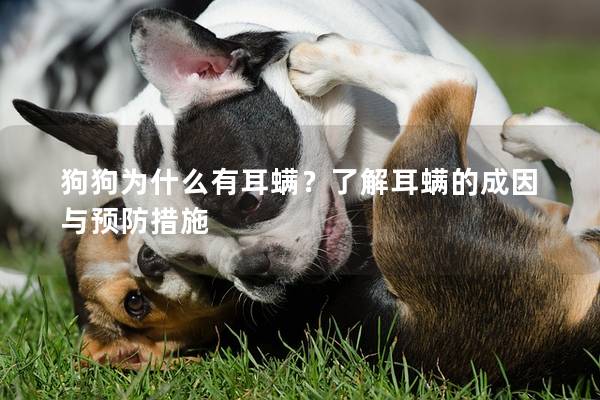 狗狗为什么有耳螨？了解耳螨的成因与预防措施