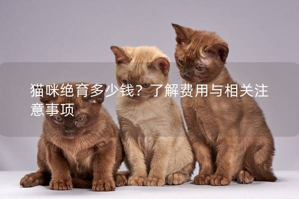 猫咪绝育多少钱？了解费用与相关注意事项