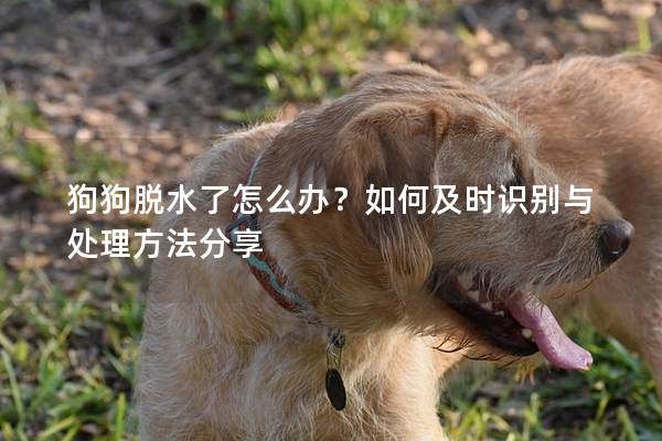 狗狗脱水了怎么办？如何及时识别与处理方法分享