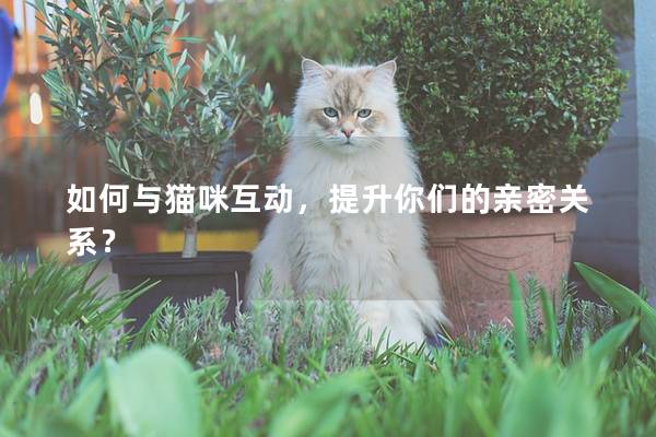 如何与猫咪互动，提升你们的亲密关系？