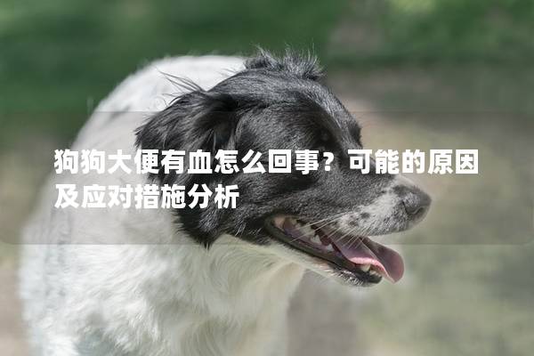 狗狗大便有血怎么回事？可能的原因及应对措施分析
