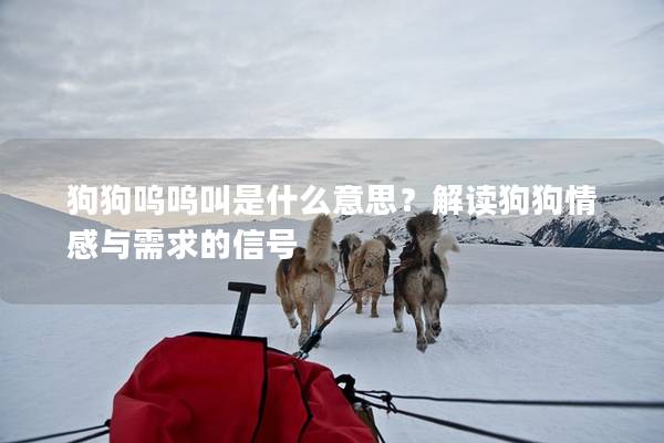 狗狗呜呜叫是什么意思？解读狗狗情感与需求的信号
