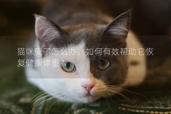 猫咪瘦了怎么办，如何有效帮助它恢复健康体重？