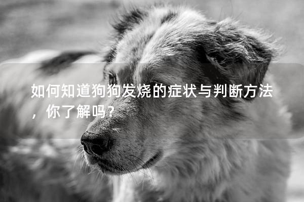 如何知道狗狗发烧的症状与判断方法，你了解吗？
