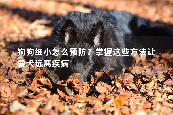狗狗细小怎么预防？掌握这些方法让爱犬远离疾病
