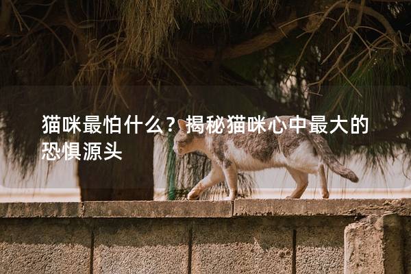 猫咪最怕什么？揭秘猫咪心中最大的恐惧源头