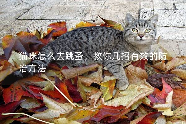 猫咪怎么去跳蚤，教你几招有效的防治方法