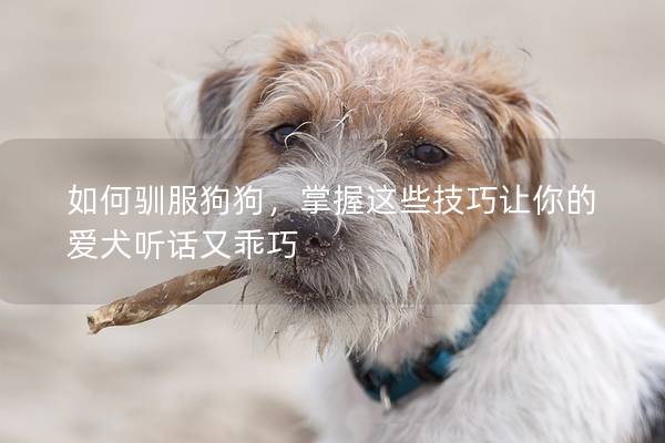 如何驯服狗狗，掌握这些技巧让你的爱犬听话又乖巧