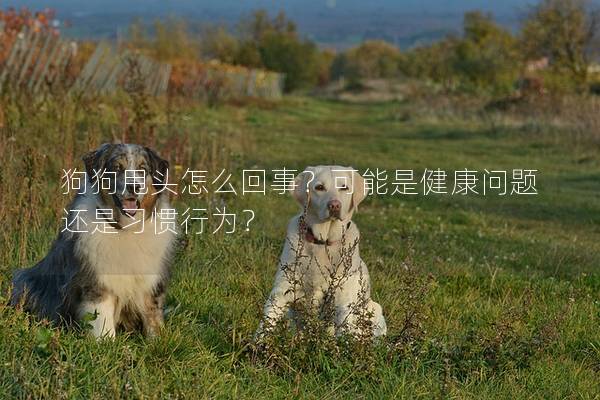 狗狗甩头怎么回事？可能是健康问题还是习惯行为？