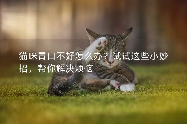 猫咪胃口不好怎么办？试试这些小妙招，帮你解决烦恼