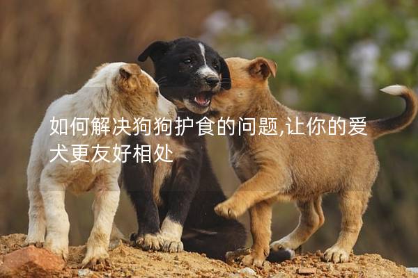 如何解决狗狗护食的问题,让你的爱犬更友好相处
