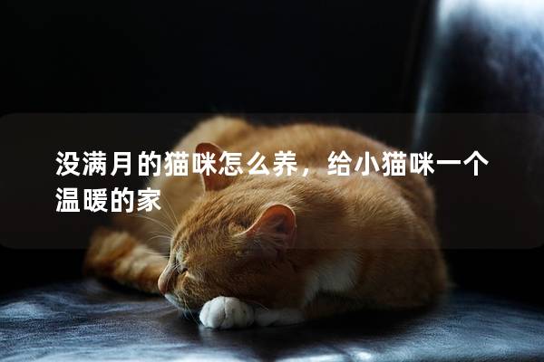 没满月的猫咪怎么养，给小猫咪一个温暖的家