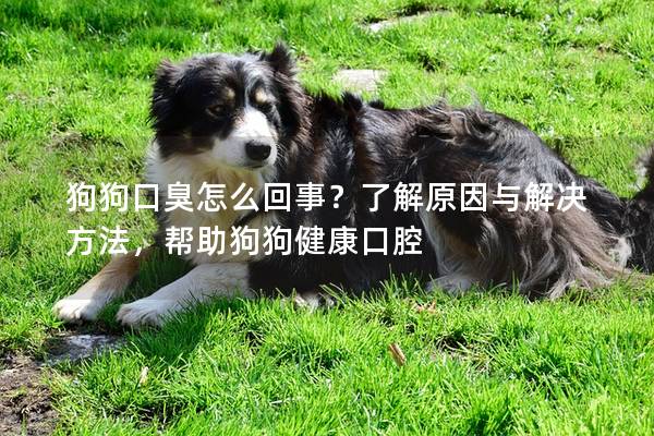狗狗口臭怎么回事？了解原因与解决方法，帮助狗狗健康口腔