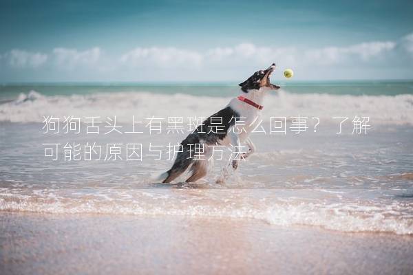 狗狗舌头上有黑斑是怎么回事？了解可能的原因与护理方法