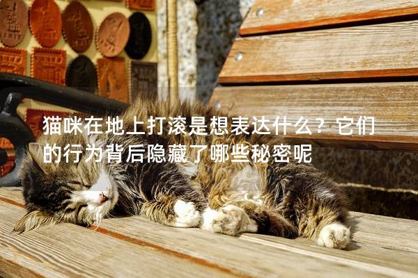 猫咪在地上打滚是想表达什么？它们的行为背后隐藏了哪些秘密呢