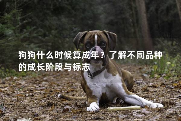 狗狗什么时候算成年？了解不同品种的成长阶段与标志