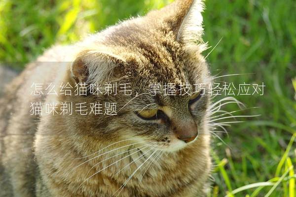 怎么给猫咪剃毛，掌握技巧轻松应对猫咪剃毛难题