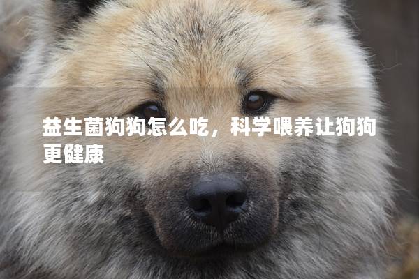益生菌狗狗怎么吃，科学喂养让狗狗更健康
