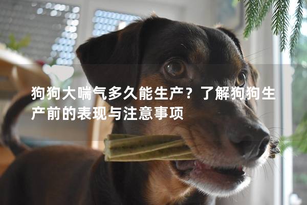 狗狗大喘气多久能生产？了解狗狗生产前的表现与注意事项