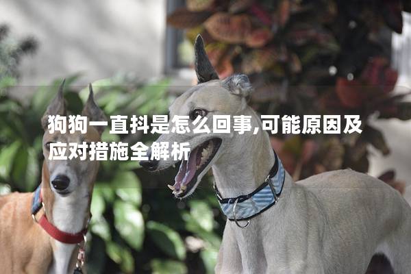 狗狗一直抖是怎么回事,可能原因及应对措施全解析