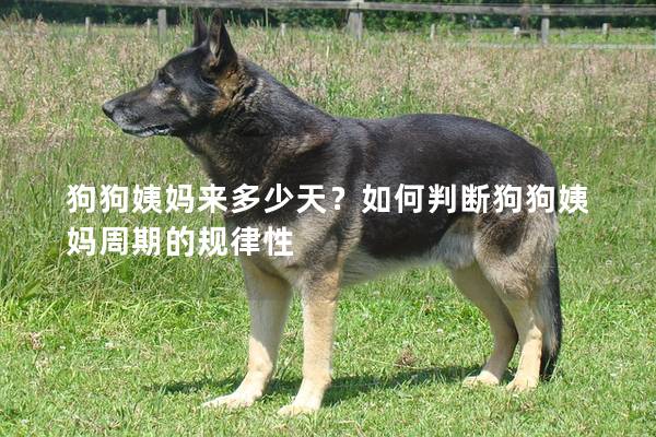 狗狗姨妈来多少天？如何判断狗狗姨妈周期的规律性