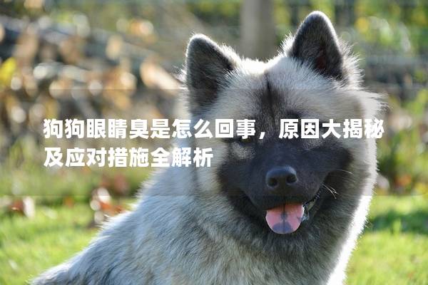 狗狗眼睛臭是怎么回事，原因大揭秘及应对措施全解析