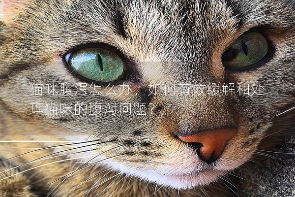 猫咪腹泻怎么办，如何有效缓解和处理猫咪的腹泻问题？
