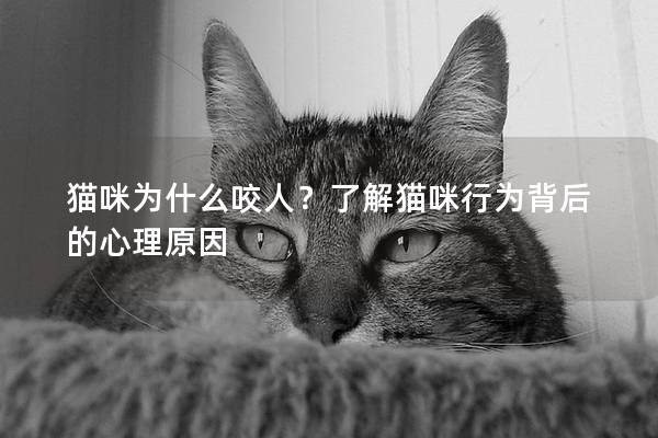 猫咪为什么咬人？了解猫咪行为背后的心理原因