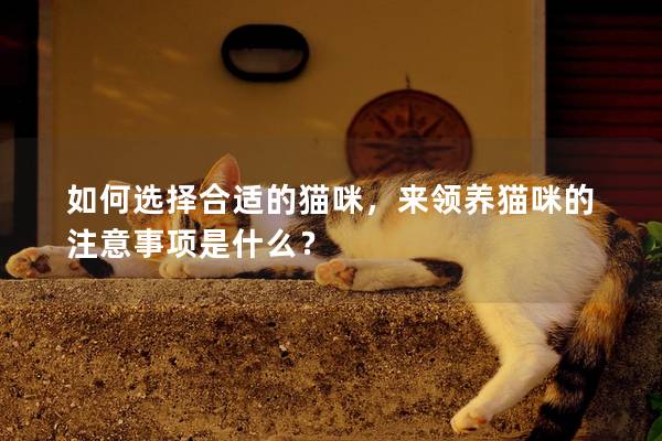 如何选择合适的猫咪，来领养猫咪的注意事项是什么？