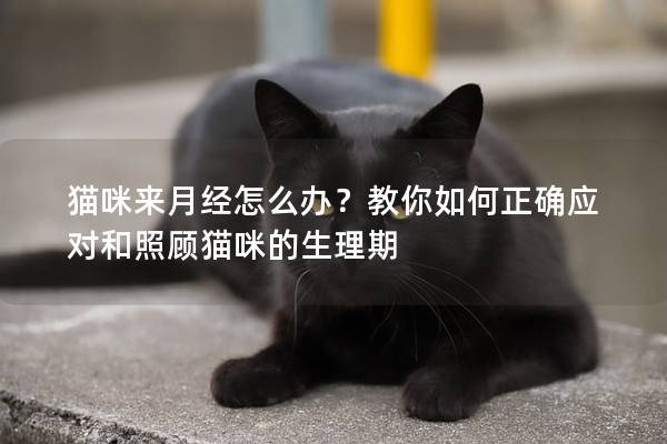 猫咪来月经怎么办？教你如何正确应对和照顾猫咪的生理期