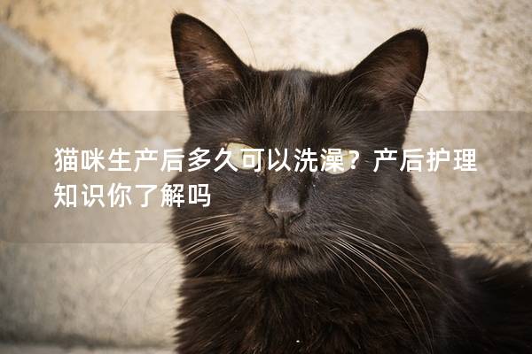 猫咪生产后多久可以洗澡？产后护理知识你了解吗