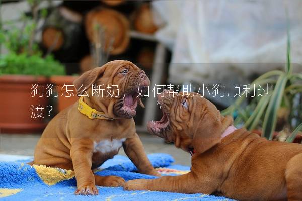 狗狗怎么断奶，如何帮助小狗顺利过渡？