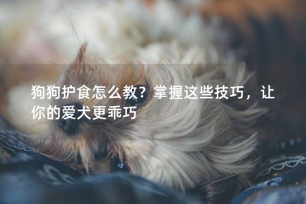 狗狗护食怎么教？掌握这些技巧，让你的爱犬更乖巧