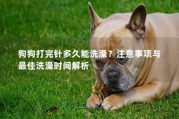 狗狗打完针多久能洗澡？注意事项与最佳洗澡时间解析