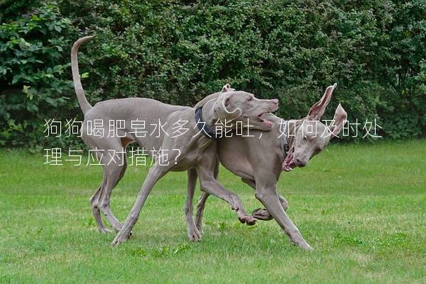 狗狗喝肥皂水多久能吐，如何及时处理与应对措施？