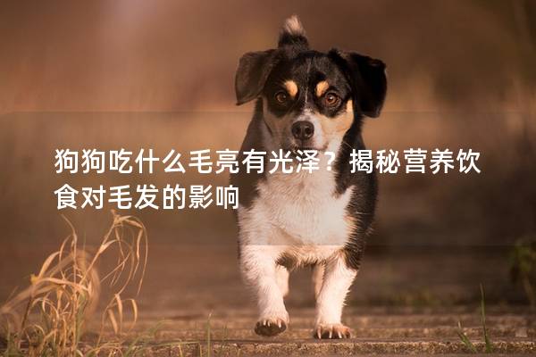狗狗吃什么毛亮有光泽？揭秘营养饮食对毛发的影响