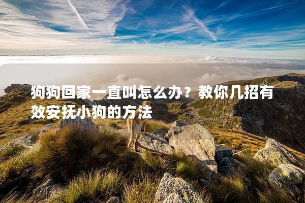 狗狗回家一直叫怎么办？教你几招有效安抚小狗的方法