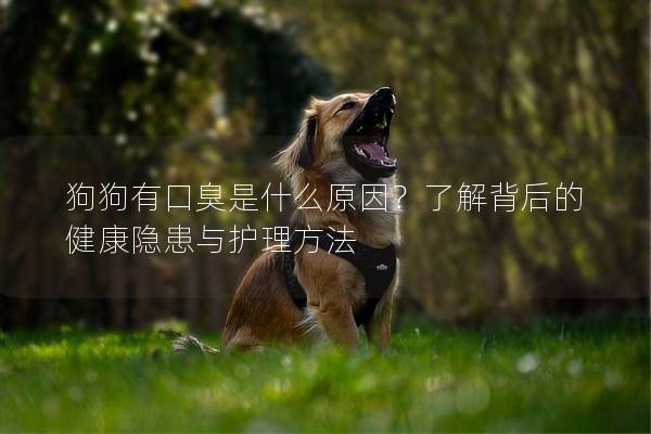 狗狗有口臭是什么原因？了解背后的健康隐患与护理方法