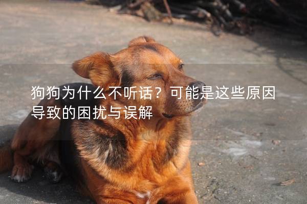 狗狗为什么不听话？可能是这些原因导致的困扰与误解