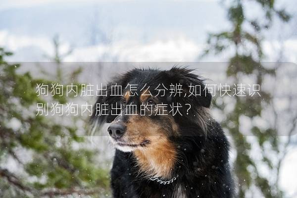 狗狗内脏出血怎么分辨,如何快速识别狗狗内脏出血的症状？
