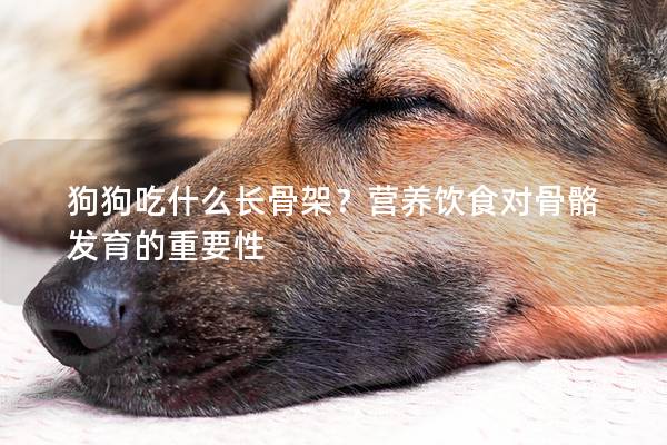 狗狗吃什么长骨架？营养饮食对骨骼发育的重要性