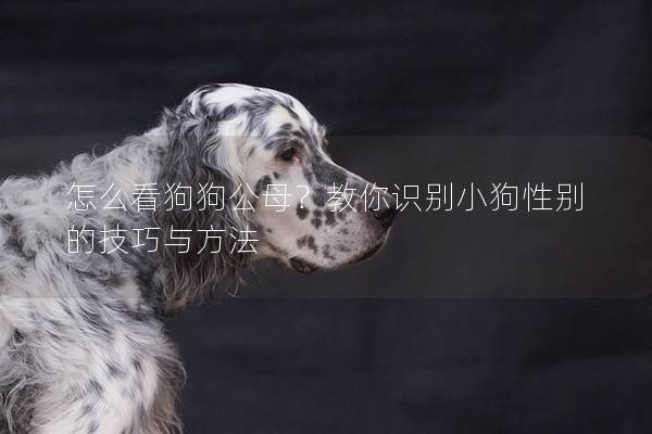 怎么看狗狗公母？教你识别小狗性别的技巧与方法