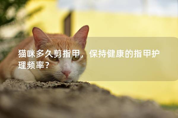 猫咪多久剪指甲，保持健康的指甲护理频率？