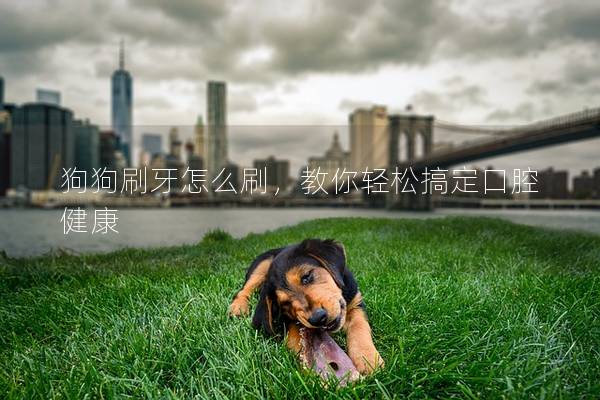 狗狗刷牙怎么刷，教你轻松搞定口腔健康