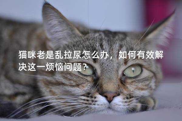 猫咪老是乱拉尿怎么办，如何有效解决这一烦恼问题？