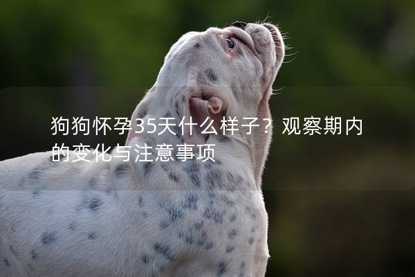 狗狗怀孕35天什么样子？观察期内的变化与注意事项